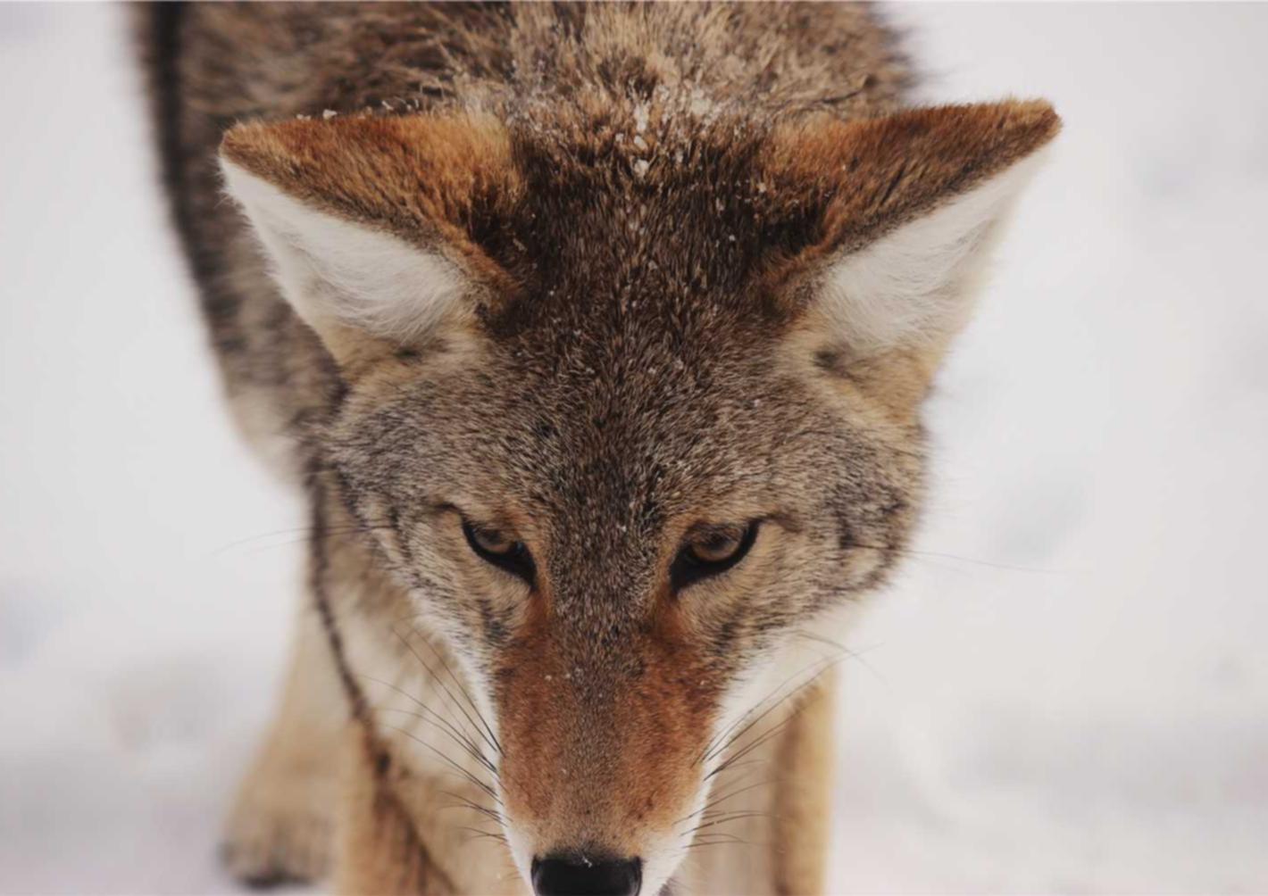 巨人：会员通app详情下载教程