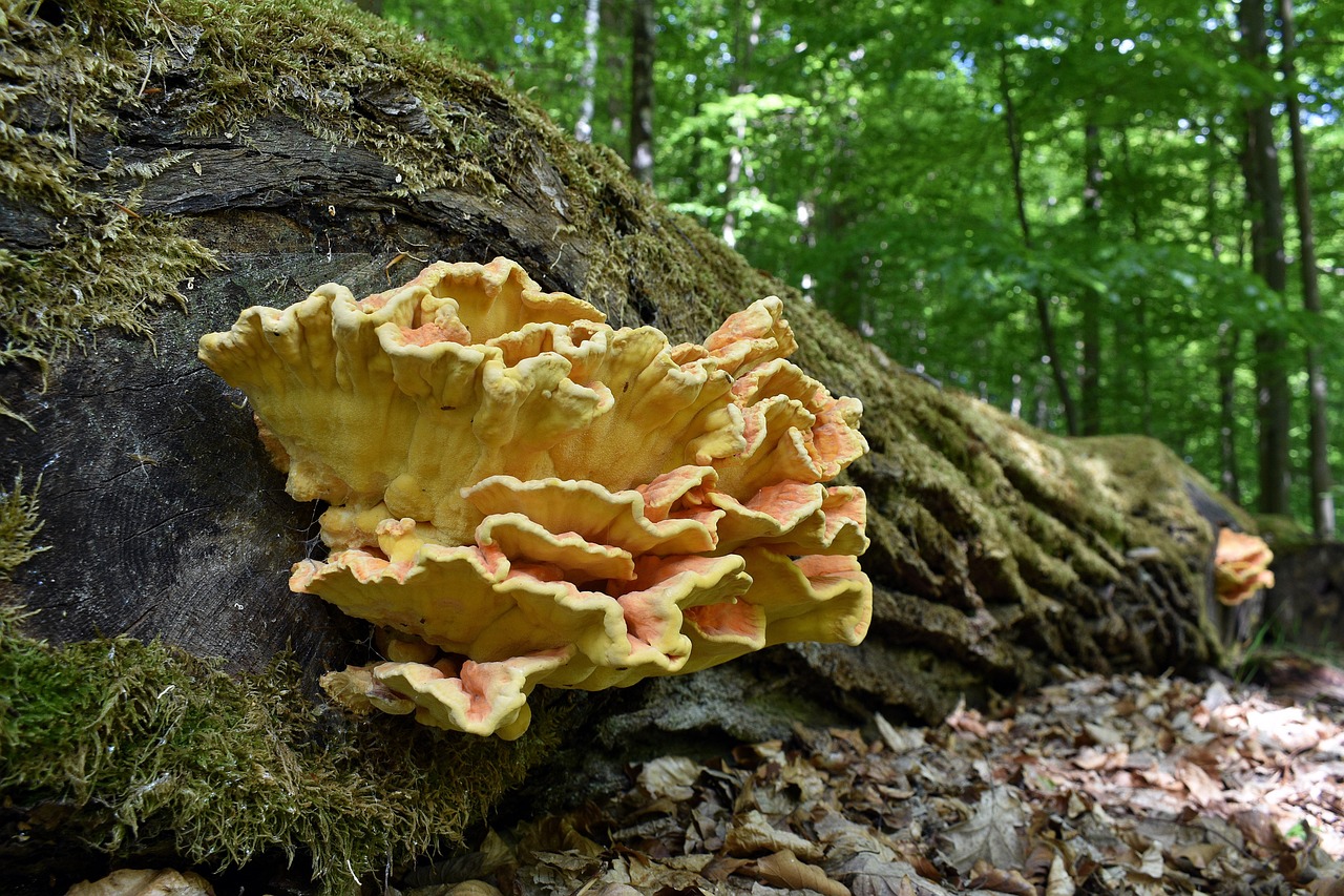 DDOS attack|战网国际版手机注册账号