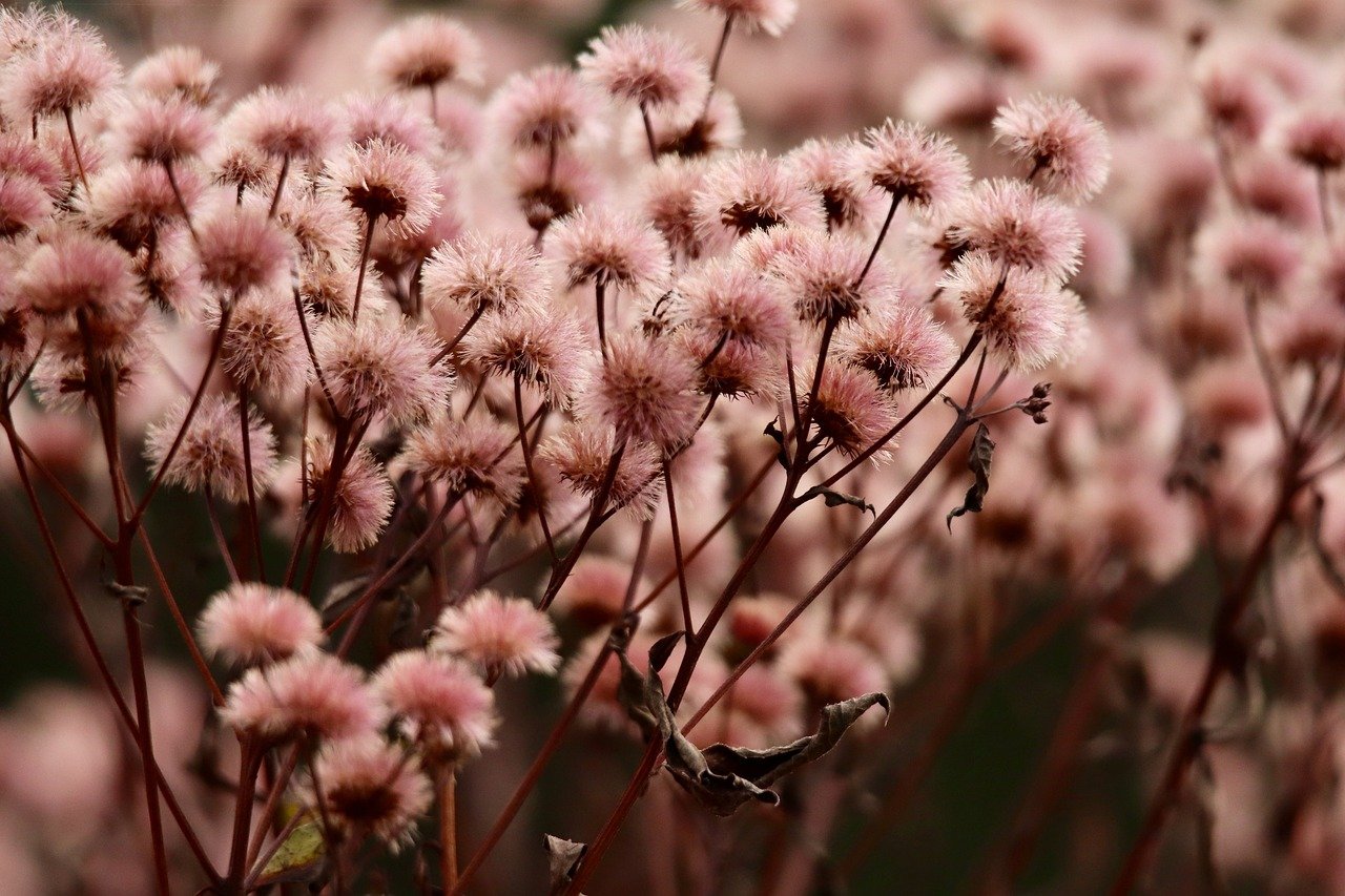 LOL手游国际服：网络平台代理合作