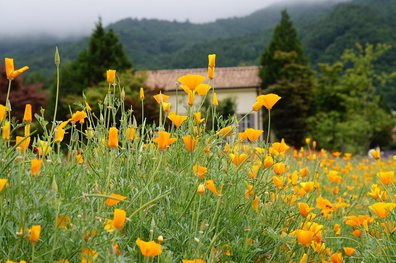 欧迪如何通过文章营销进行智能推广？
